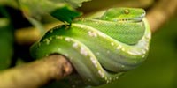 Reptilien Produkte Test