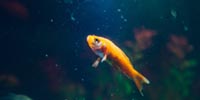 Aquaristik Produkte Test
