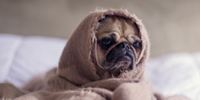 Hundemantel Test