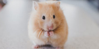 Hamsterfutter Test