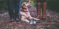 Hundeschuhe Test