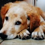 Zecken bei Hunden