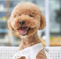 Hundeschermaschine