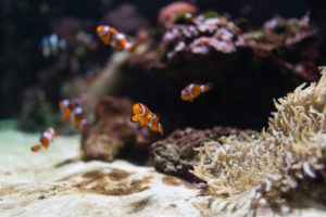 Aquarium Felsen