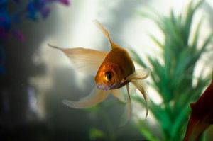 Aquarium Felsen Test