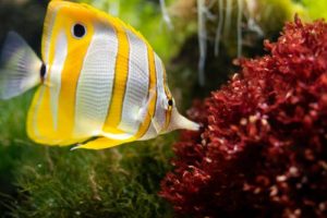 Aquarium Felsen Vergleich