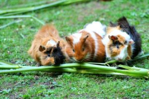 Haltung von Meerschweinchen