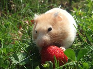 Hamsterfutter