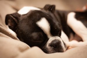Hundebett