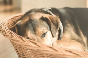 Hundebett Test