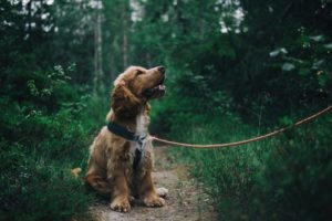 Hundegeschirr Test