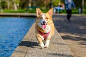 Hundegeschirr Vergleich