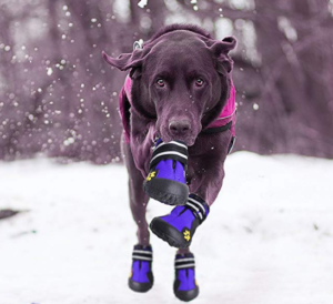 Hundeschuhe