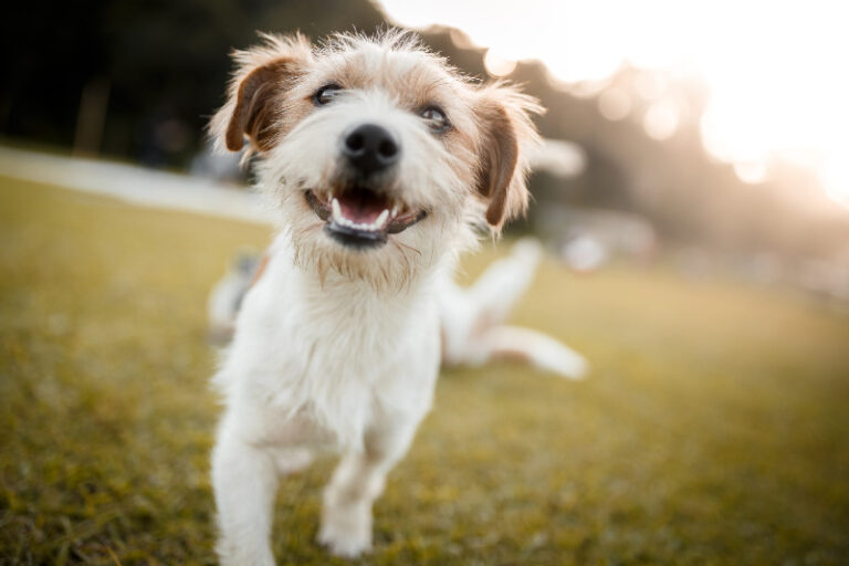 Wie teuer ist ein Hund? Übersicht der Kosten für die Anschaffung eines Hundes